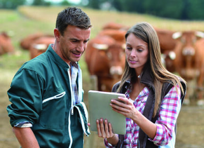 A man and woman look at a tablet in a field with cows.