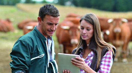 A man and woman look at a tablet in a field with cows.