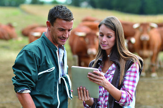 A man and woman look at a tablet in a field with cows.